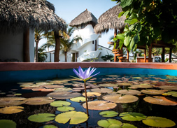 Casas y Bungalows en Troncones, Guerrero, Mexico